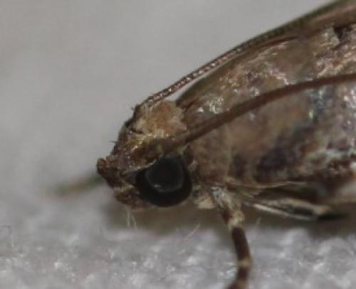 Réf. 327 439 : Acrobasis sp.